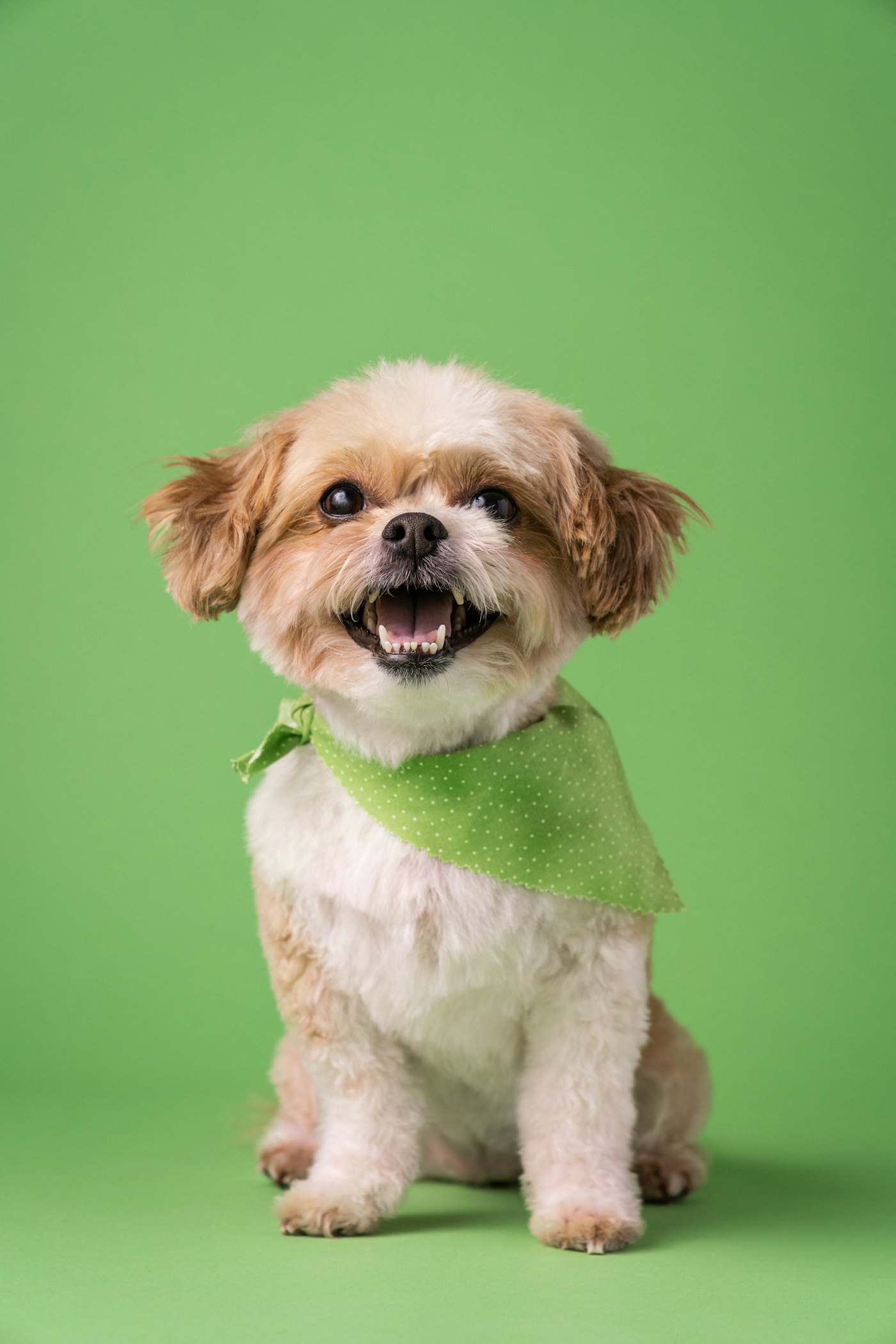 Small dog after grooming wearing a bandana