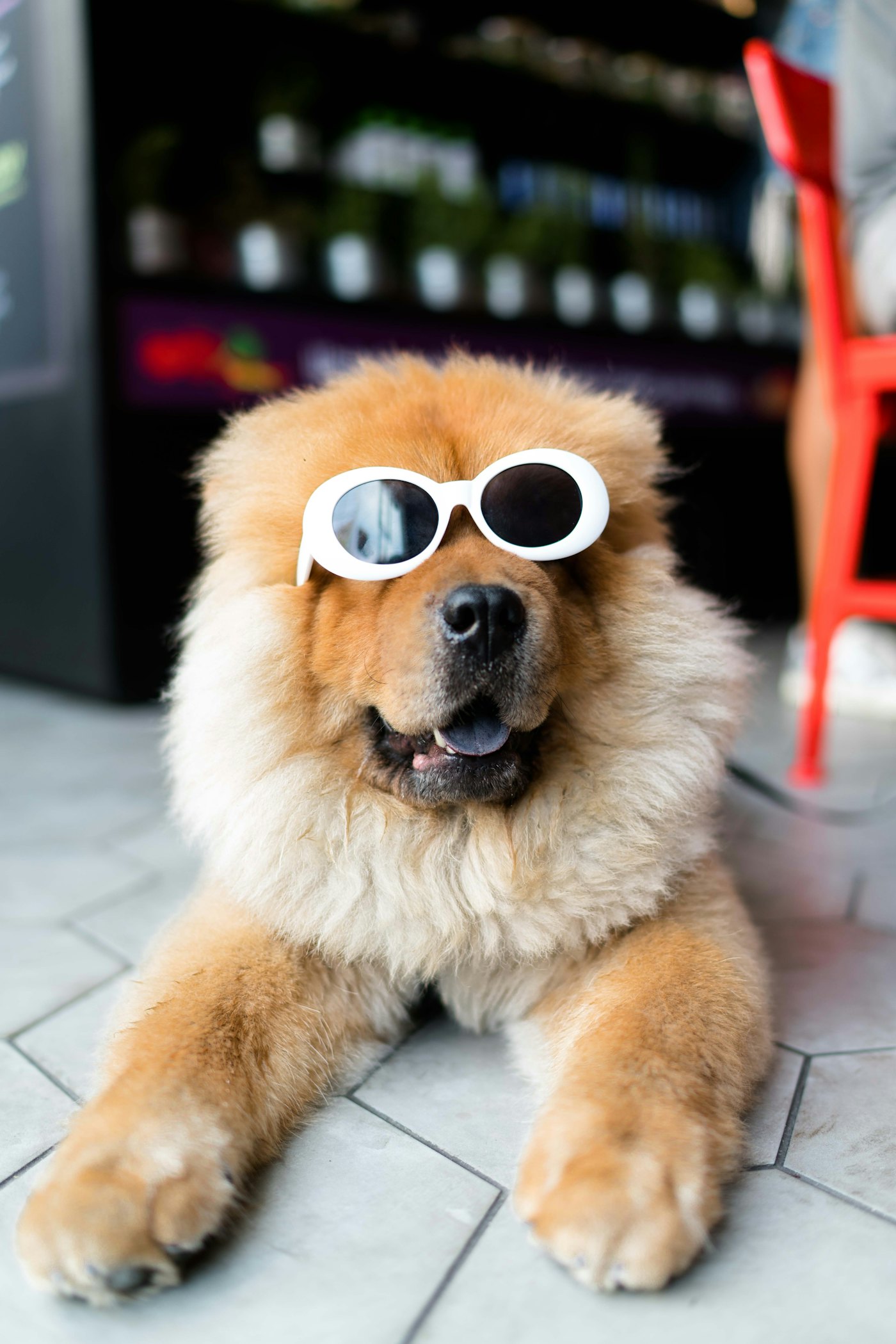 Long coated dog before grooming