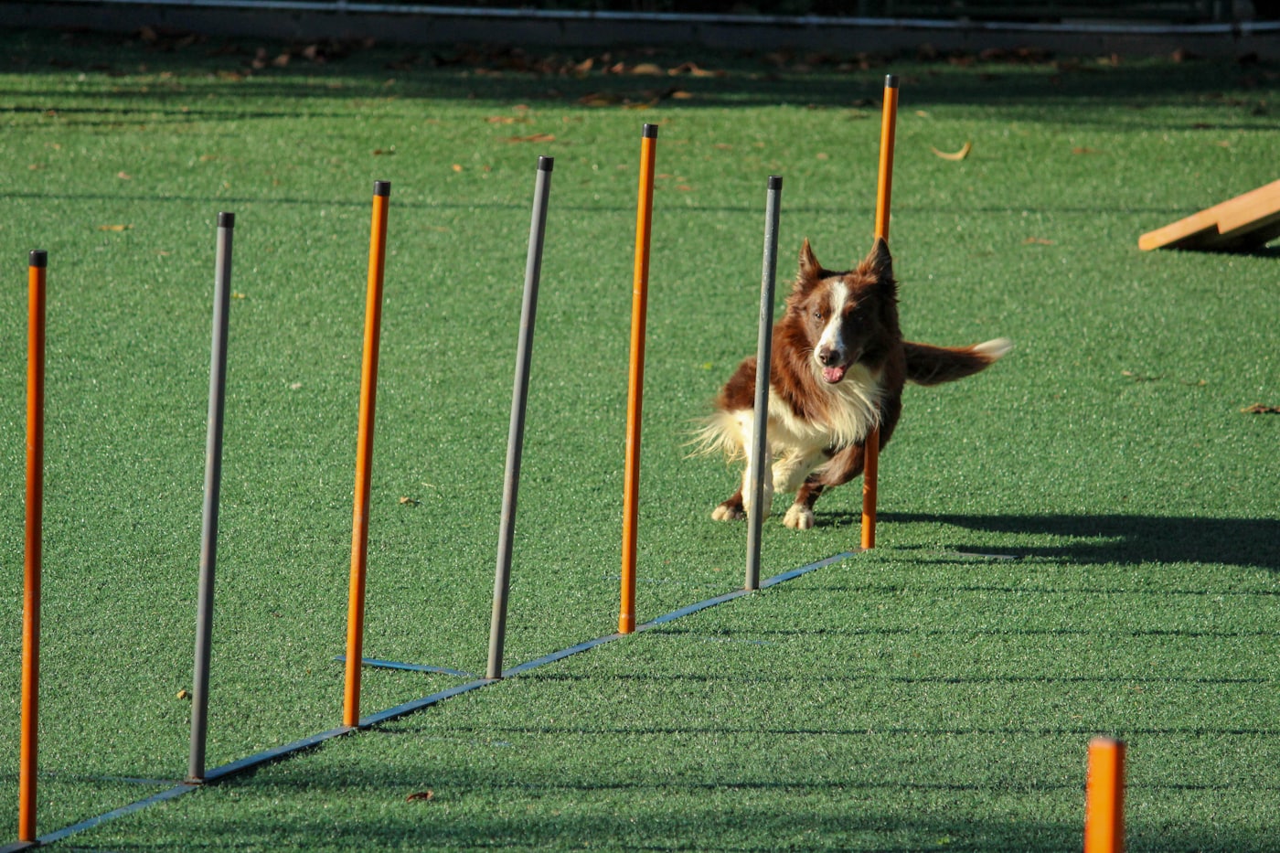 Dog working through obstacle poles during a training session